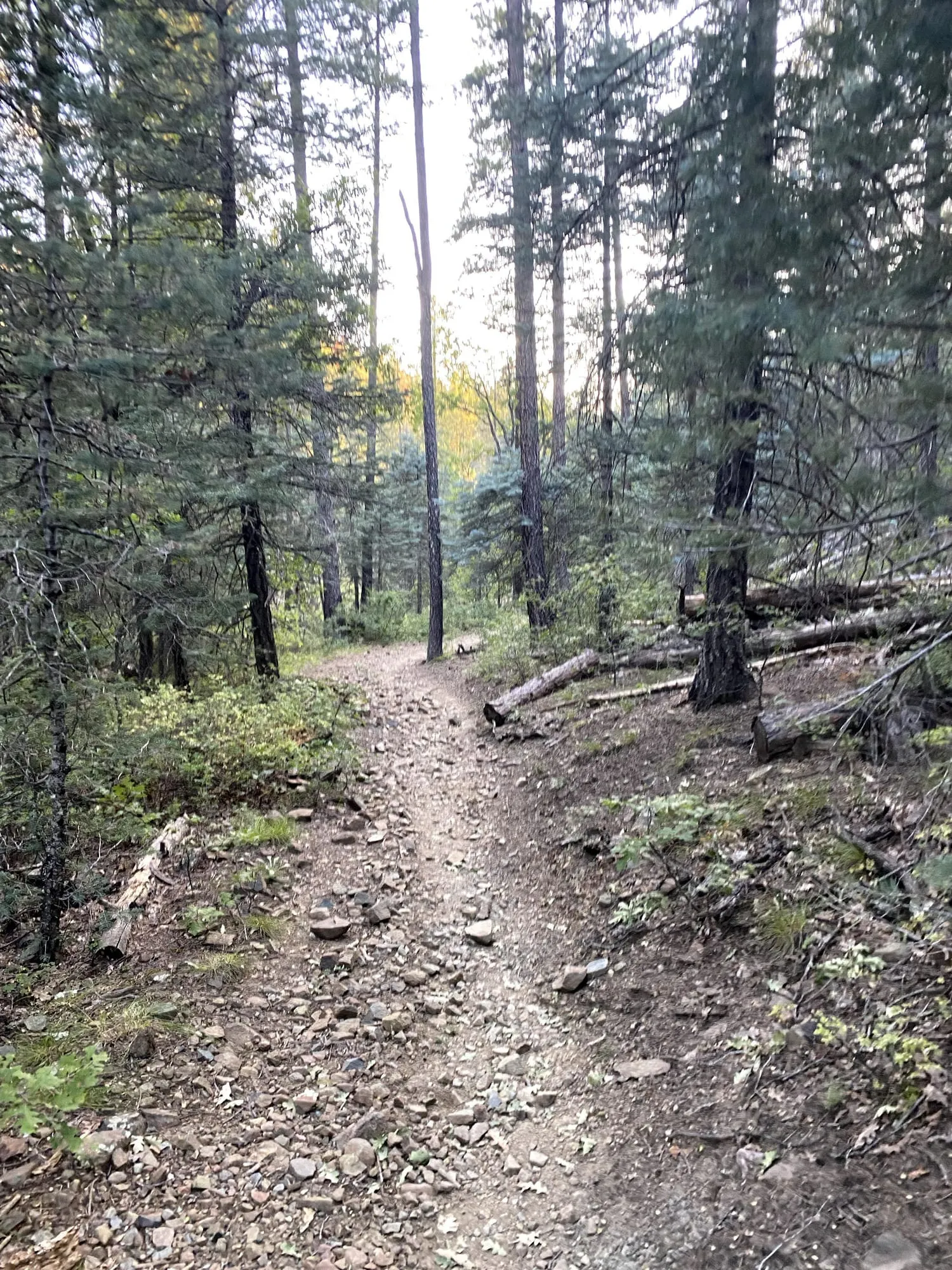 A pine-and-oak forest trail in the Prescott high country, touched with autumn gold