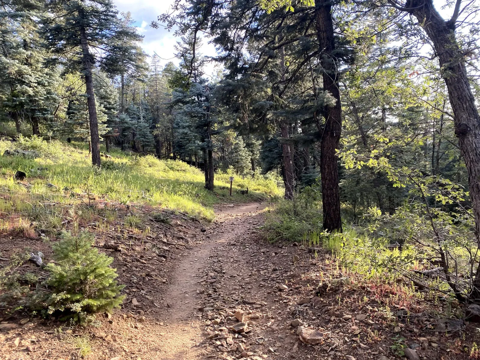 A pine-shaded trail climbing through the Groom Creek forest